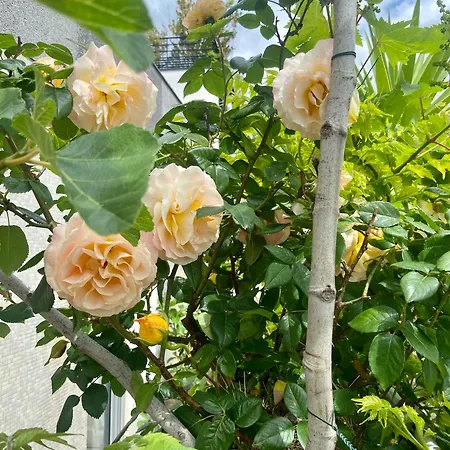 Avec Terrasse Appartamento